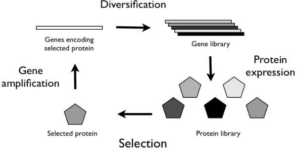 Figure 3. General scheme of the reiterated cycle in directed evolution. 