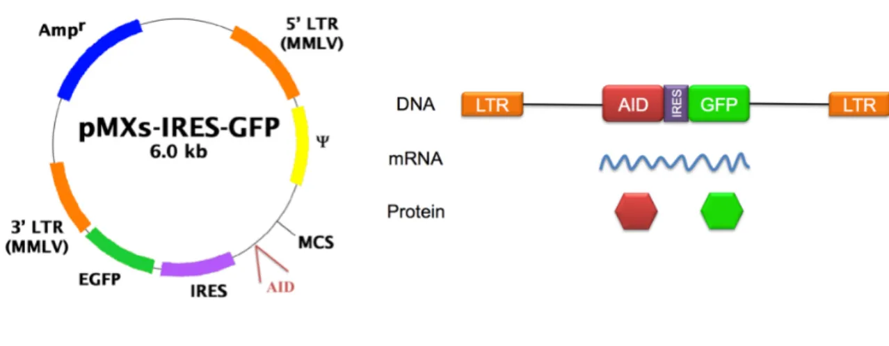Figure 6.   Schematic representation of the pMX-AID-IRES GFP retroviral vector and the corresponding  AID and GFP way of expression