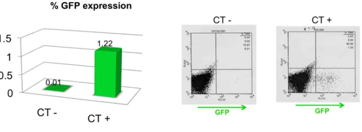 Figure  10.  Initial  transduction.  The  positive  control  cells  were  transduced  80  hours  post-transfection,  without  the  centrifugation  step  and  in  a  polybrene  concentration  of  10ug/ml