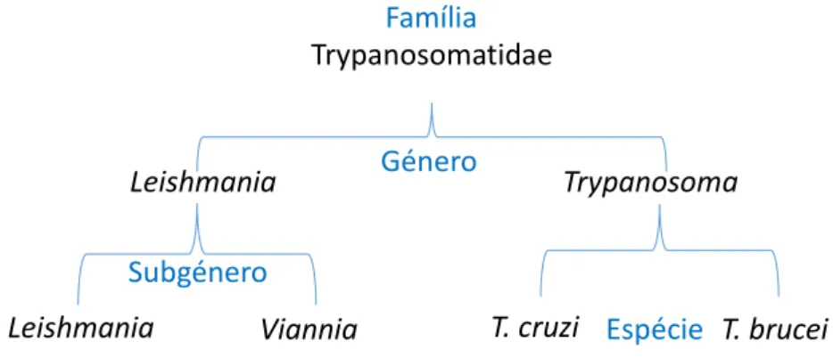 Figura 1: Classificação taxonómica de Leishmania spp., Trypanosoma cruzi e Trypanosoma brucei