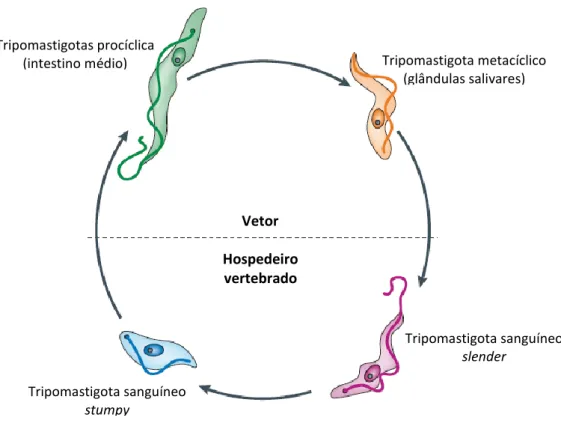 Figura 6: Ciclo de vida de Trypanosoma brucei (adaptado de Lee et al., 2007). 