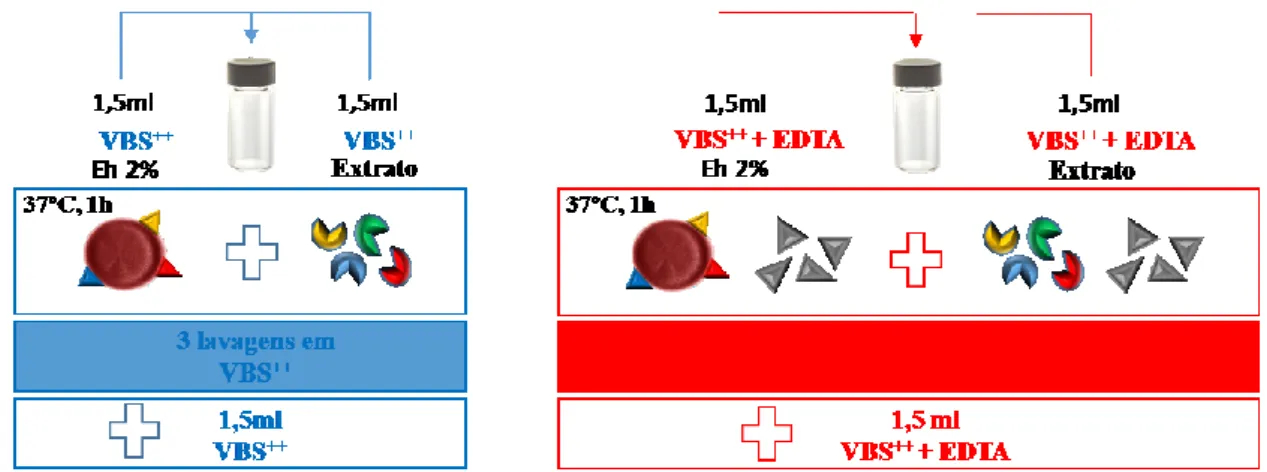 Figura 14: Procedimento do ensaio de sensibilização de Eh com extratos de Leishmania e Trypanosoma 