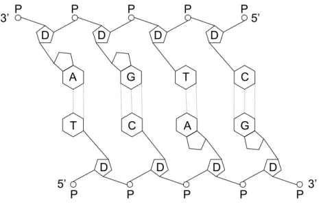 Figura 2.6: Fita dupla de DNA[47]