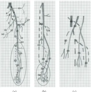 Figure 6: Schematic representation of the arterial pattern of the hind limb of the bearded capuchin