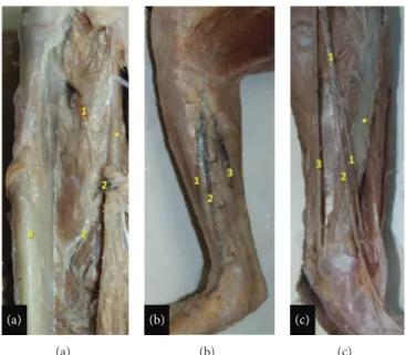 Figure 3: View of the lower leg of the bearded capuchin. Superior to the top. (a) Right leg