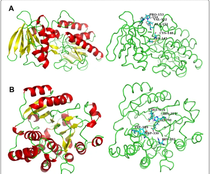 Figure 2 The predicted tridimensional structure of TRR1 and KRE2 proteins obtained by homology modeling