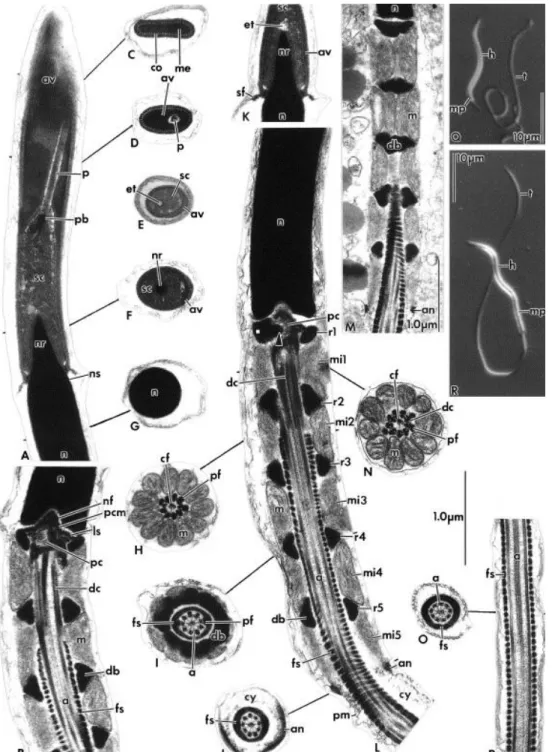 Fig. 2. Spermatozoa of Cnemidophorus gularis gularis (A–D, F–L, &amp; N–P) and Cnemidophorus ocellifer (E,  M)