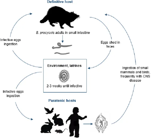 Figure 4 - Baylisascaris procyonis life cycle (original, based on Kazacos, 2016). Source:Kazacos,2016;http://getdrawings.com/raccoon-silhouette#raccoon-silhouette-3.png;  http://getdrawings.com/mouse-silhouette#mouse-silhouette-21.png;  http://getdrawings.