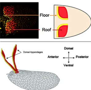 Figure 3.3: Dorsal appendages patterning and morphology. The specication of oor and roof cells (upper panel) later results in prominent dorsal appendages in the dorsal anterior of the egg
