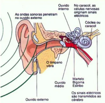 Figura 2.5 – Esquema do ouvido humano [10] 