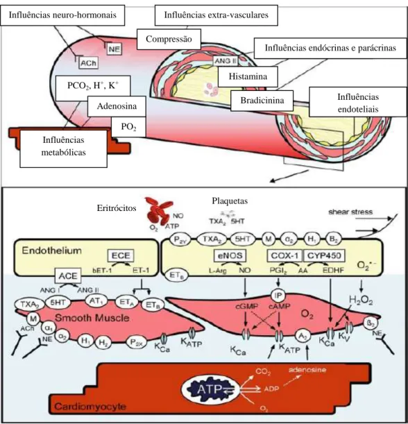 Figura  9  –  Controlo  vasomotor  das  arteríolas  coronárias (adaptado de  Crea  et  al