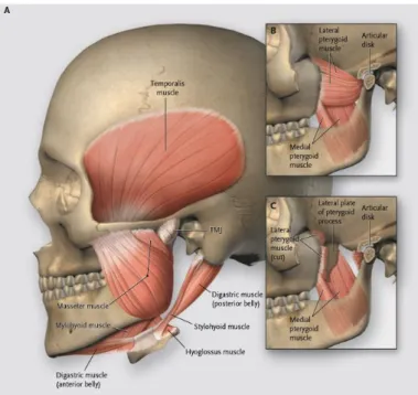 Figura 2 - Musculatura da articulação temporomandibular [25]