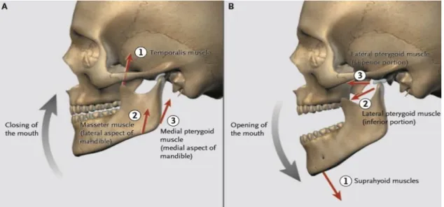 Figura 3 - Mecanismo de abertura e oclusão da boca [25] 