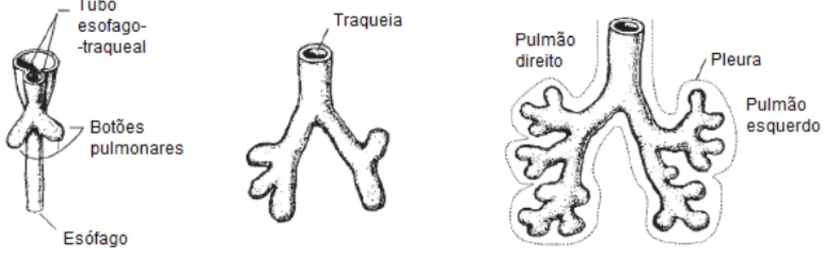 Figura 20:  Desenvolvimento embrionário pulmonar 9 (Adaptado de Fishman AP. Fishman’s Pulmonary  Diseases and Disorders 9 ) 