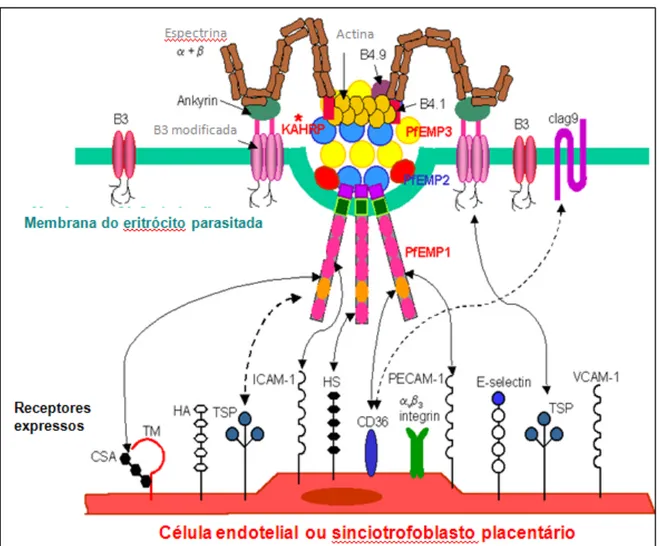 Figura  3-  Aspectos  essenciais  da  composição  molecular  dos  “knobs”  de  P.  falciparum  e  as  suas  interacções  com  o  endotélio  vascular