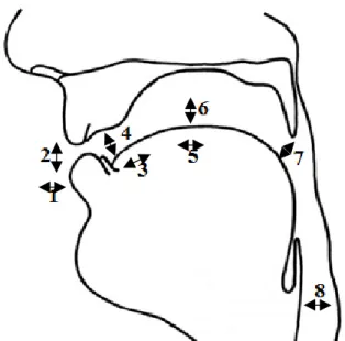 FIGURE 3 – Tract variables in the vocal tract