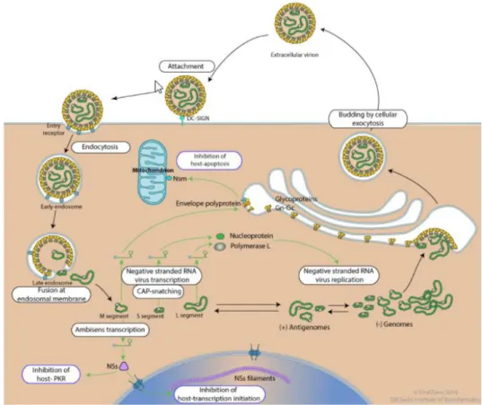Figura 1.5: Ciclo replicativo dos vírus do género Phlebovirus (Adaptado de http://viralzone.expasy.org)