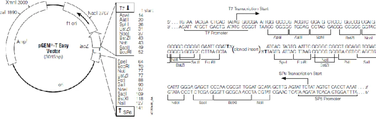 Figura  2.2:  Mapa  do  vetor  plasmídico  pGEM®-T  Easy.  À  direita,  parte  da  sequência  dos  locais  de  reconhecimento das enzimas de restrição (adaptado de www.promega.com)