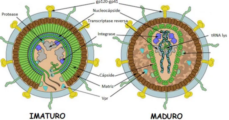 Figura  3.  Representação  esquemática  da  estrutura  da  partícula  viral  do  HIV-1  imaturo  (à  esquerda) e maduro (à direita) [Adaptado de (ViralZone, 2015)]