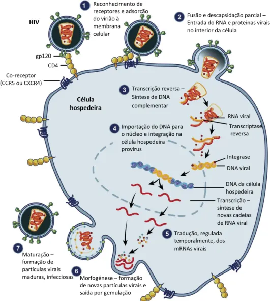 Figura 5. Representação do ciclo replicativo do HIV-1 [Adaptado de (Pau &amp; George, 2014)]