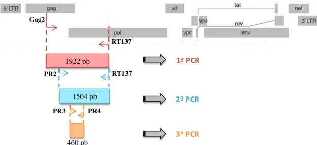 Figura  10.  Representação  esquemática  do  protocolo  de  amplificação  por  nested  PCR  dupla  utilizado  na  amplificação  da  região  codificante  da  protease  do  HIV-1  (fragmento  de  460  pb)  [figura adaptada de Los Alamos HIV sequence database