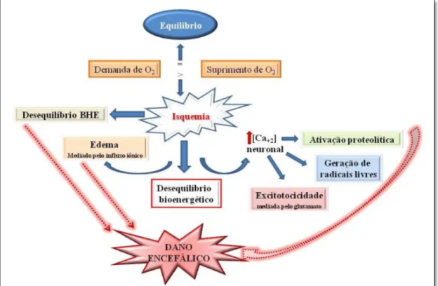 Figura  1  -  Modelo  esquemático  das  alterações  provocadas  pela  isquemia  que  terminam  por  desencadear  o  dano  encefálico (Fonte: MUZITANO; RODRIGUES, 2012)