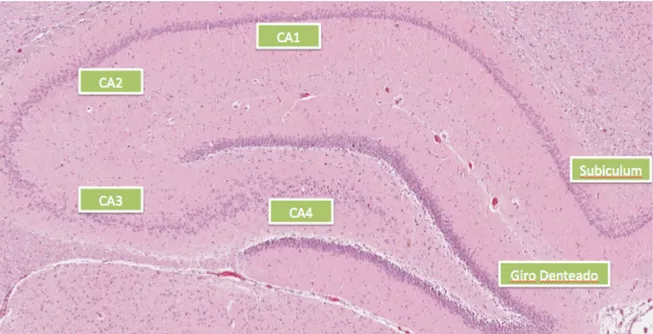 Figura 2 – Imagem histológica das principais áreas identificáveis da formação hipocampal de ratos Wistar