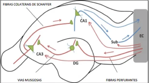 Figura 3 - A figura representa a via trissináptica na região hipocampal e do córtex entorrinal de um rato Wistar