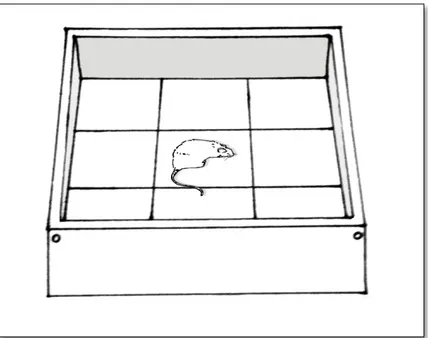 Figura 5 – Arena para teste do Campo aberto dividida em 9 quadrantes para avaliar a atividade locomotora dos ratos
