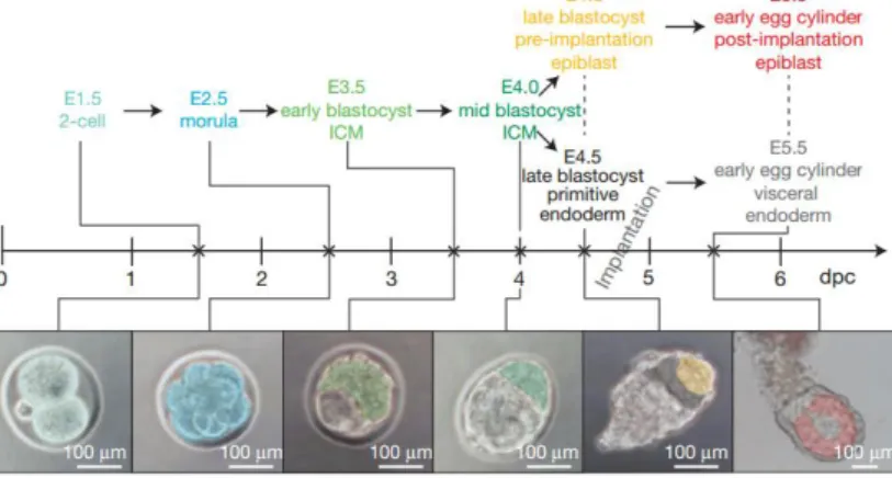 Figure 1-Scheme representative of the time line and morphology of the early mouse embryonic development