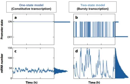 Figure 2- Models for gene transcription. One-state model applies to genes expressed constitutively and therefore always  with an “ON” promoter state (a) and constant number of mRNA molecules produced overtime resembling a Gaussian  distribution(c)