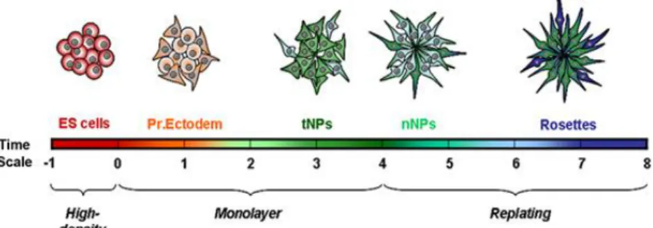 Figure 3- Diagram representative of the successive cellular states that occur along the monolayer neural differentiation based  on their transcriptional profiles