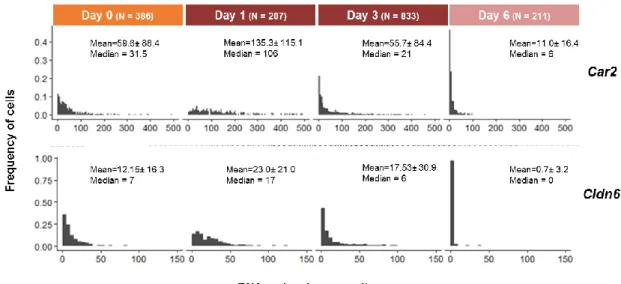 Figure 7- Histograms of the distribution of Car2 and Cldn6 mRNA molecules per cell, for 46C cells fixed at different  time  points