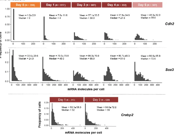 Figure 9- Histograms of the distribution of Cdh2, Sox3 and Crabp2 mRNA molecules per cell, for 46C cells fixed at different  time  points