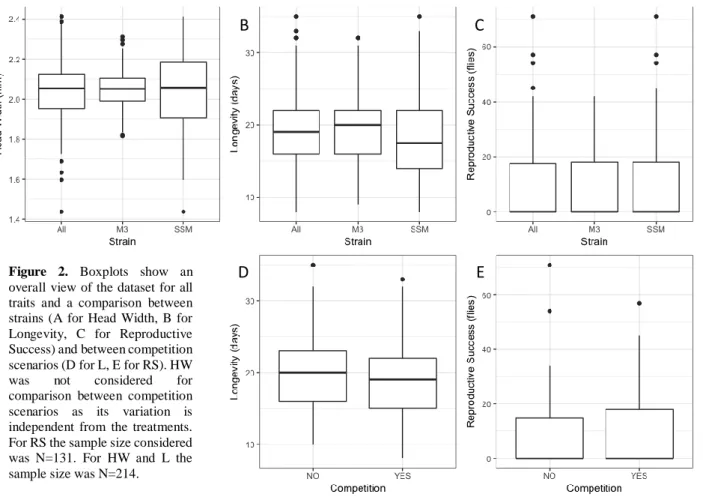 Figure  2.  Boxplots  show  an  overall  view of the dataset for all  traits  and  a  comparison  between  strains  (A  for  Head  Width,  B  for  Longevity,  C  for  Reproductive  Success) and between competition  scenarios (D for L, E for RS)