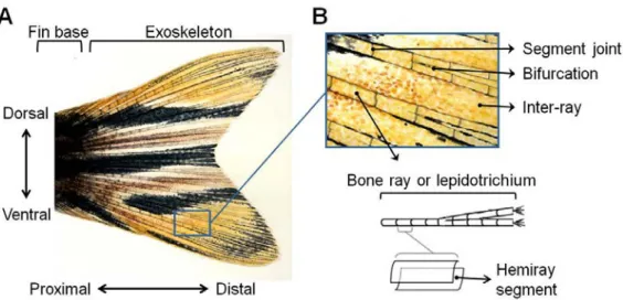 Figure I.3 – Structure of the zebrafish caudal fin. (A) Overview of caudal fin and main fin  axes: dorsal-ventral and proximal-distal