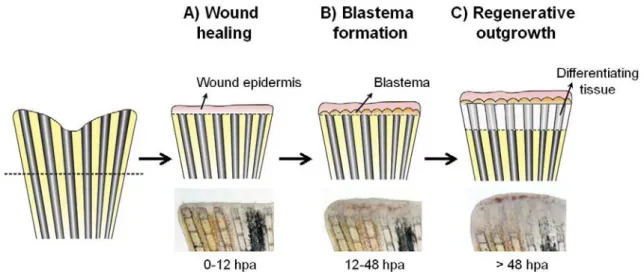 Figure I.4 – Stages of epimorphic regeneration. (A) After caudal fin amputation, epithelial  cells migrate towards the damaged site to cover the wound