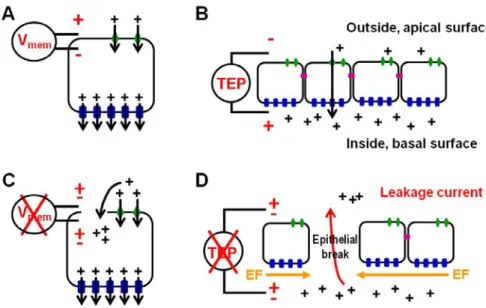 Figure I.6 – Origin of endogenous electric signals. (A) Cells maintain an electrical potential  difference (membrane potential, V mem ) across the plasma membrane, inside negative