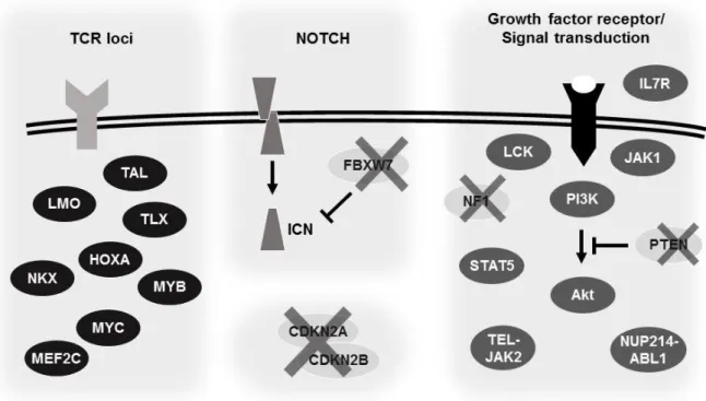 Figure 2. Schematic representation of major genetic alterations in T-ALL driving survival and  proliferation