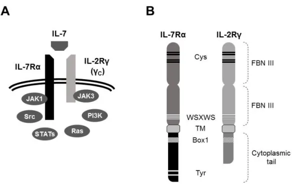 Figure 3. The IL-7/IL-7R signaling complex. (A) IL-7R heterodimer consisting of IL-2Rγ common  chain  and  IL-7Rα,  which  provides  IL-7  specificity