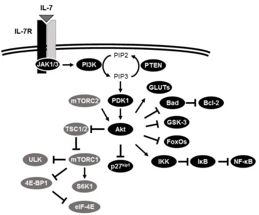 Figure  4.  IL-7-mediated  activation  of  PI3K/Akt/mTOR  pathway  and  potential  downstream  effectors