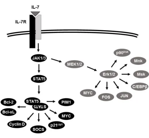 Figure  5.  IL-7-mediated  activation  of  JAK/STAT5  and  MEK/Erk  pathways  and  potential  downstream effectors
