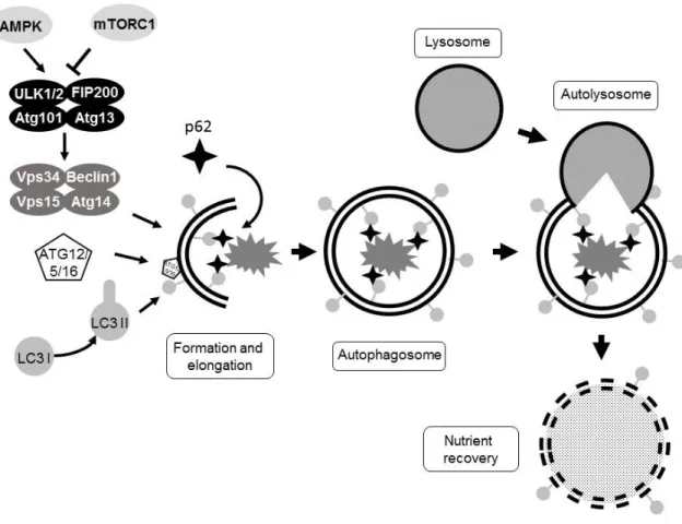 Figure  6.  Overview  of  autophagy.  The  ULK  complex  is  negatively  regulated  by  mTORC1  and  positively  regulated  by  AMPK