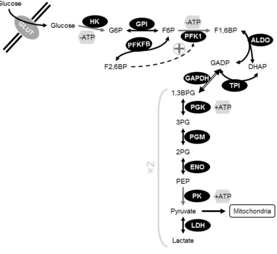 Figure  7.  Schematic  view  of  glycolysis.  Grey  arrows  indicate  irreversible  reactions;  the  opposite  reaction requires a different enzyme