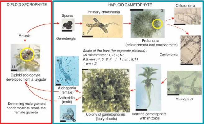 Figure 2. Physcomitrella patens life cycle. (Schaefer and Zryd, 2001). 