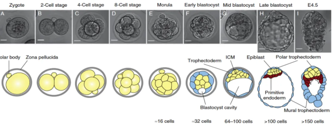 Figure 1 Schematic view of early mouse embryonic development.(A-E) The zygote  divides  and  forms  the  blastocyst,  which  is  characterized  by  the  presence  of  the  ICM  and  the  fluid cavity, both surround by TE cells (F-H)