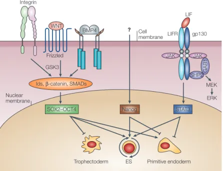 Figure 2 | Combinatorial signalling pathways involved in maintaining mouse ESC  pluripotency