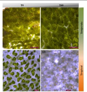 FIGURE 3 | Effects of ocean warming and acidification on the photobiology of kleptoplasts within tropical E