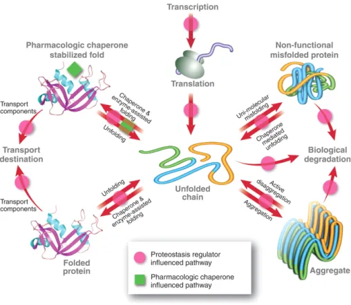 FIGURE  I.3.  Influence  of  pharmacological  chaperones  (green  squares)  and  proteostasis  regulators  (magenta  dots)  in  protein  homeostasis  pathways  (red  arrows)
