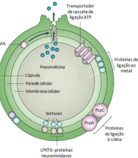 Figura 2: Fatores de virulência pneumocócicos. 